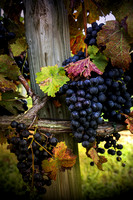 HOME: Grape Harvest at Habersham Winery Orchard