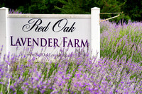 Red Oak Lavender Farm